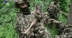 Оленятко, яке бійці ССО ЗСУ вивели з небезпечної зони під час спеціальної операції з захоплення в полон окупантів