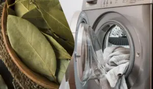 Лавровий лист у пральній машині: ключові цифри й кроки з двох публікацій